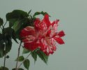 DSC04749