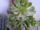 aeonium