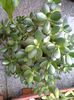 pomul de jad-crassula