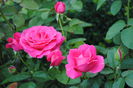 Zephirine Drouhin