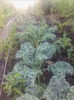 varza Kale