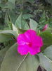mirabilis