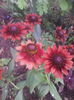 rudbekia