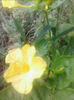 mirabilis