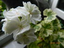 DSCN8502