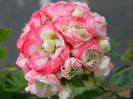 DSCN8494