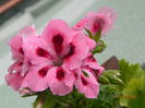 DSCN8557