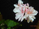 DSCN8534