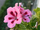 DSCN8555