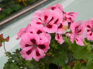 DSCN8628