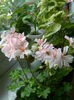 DSCN8622
