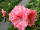 DSCN8626