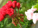 DSCN8668
