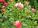 DSCN8509