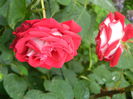 DSCN8518