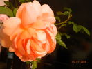 DSCN8524