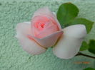 DSCN8544