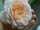 DSCN8556