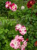 DSCN8572