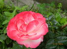 DSCN8581