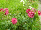 DSCN8586