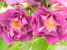 DSCN8588