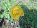 DSCN5806