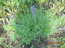 DSCN5803