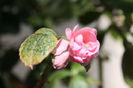 IMG_2737