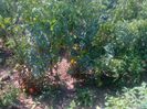 20 iulie 20142204