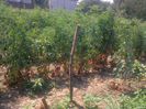 20 iulie 20142211
