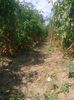 20 iulie 20142229