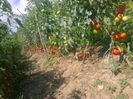 20 iulie 20142231
