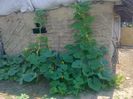 20 iulie 20142232