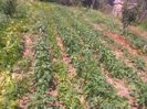 20 iulie 20142234
