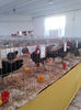 93990251_GTHBKET