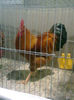 54455075_HFCSROT2