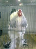 54455203_ZARLAEF2