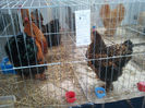 32009601_IBUDGPEUE