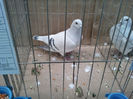 32009694_MQPGHAFGL