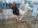 32009812_PICUICBKJ