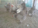 94430856_FIXSQHA