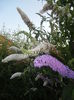 Buddleja Purple & White (2014, Jul.08)