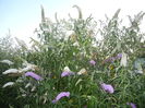 Buddleja Purple & White (2014, Jul.08)