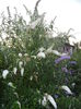 Buddleja Purple & White (2014, Jul.08)