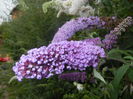 Buddleja davidii Purple (2014, Jul.11)