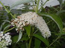 Buddleja davidii White (2014, Jul.11)