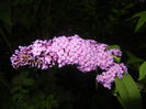 Buddleja Border Beauty (2014, Jul.17)