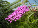 Buddleja Border Beauty (2014, Jul.19)