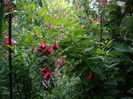 fuchsia  Magellanica-de gradina
